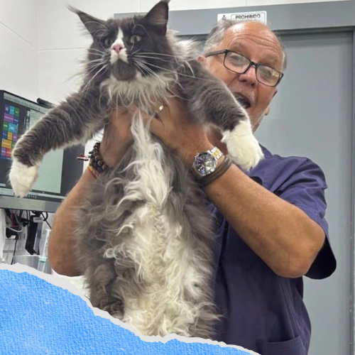 Centro veterinario Supervet médico José Figueroa