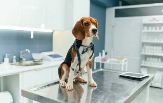 Beautiful dog is sitting on the table in veterinary clinic.