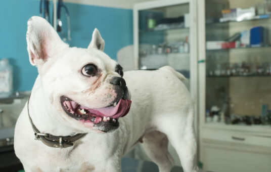 White Dog in a veterinary office