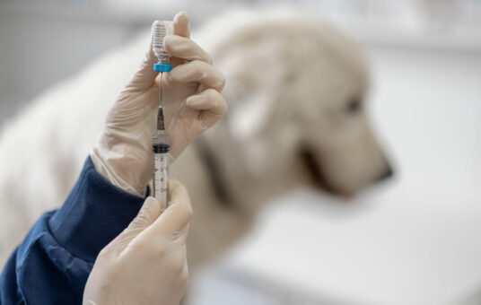 Veterinarian holding syringe with vaccine near big white dog in clinic. Treatment and pet care. Annual rabies vaccination. Close up