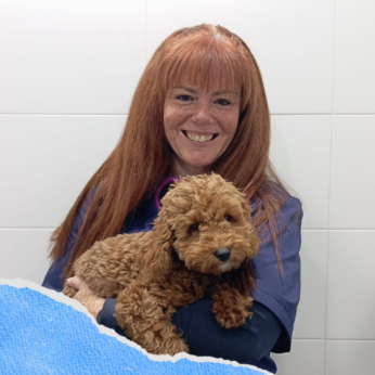 SUPERVET WEB EQUIPO